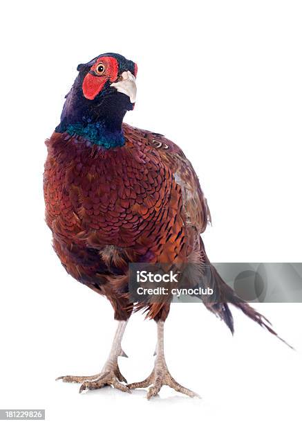 Male European Common Pheasant Stock Photo - Download Image Now - Hunting - Sport, Pheasant - Bird, Pheasant Meat