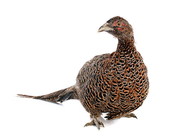 istock female European Common Pheasant 181229829