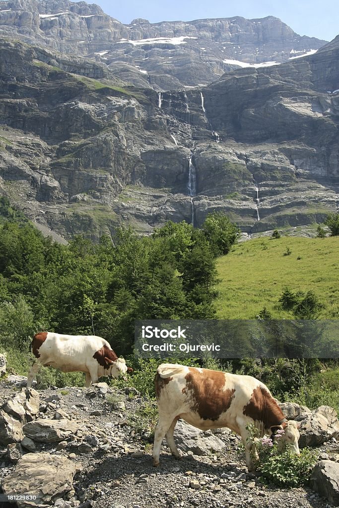 Alpine mucche a Les Diablerets Area, Svizzera - Foto stock royalty-free di Alpi
