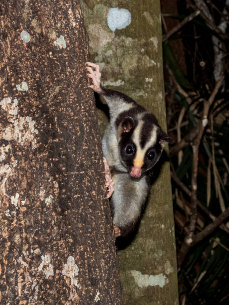 istock Striped Possum in Queensland Australia 1812304170