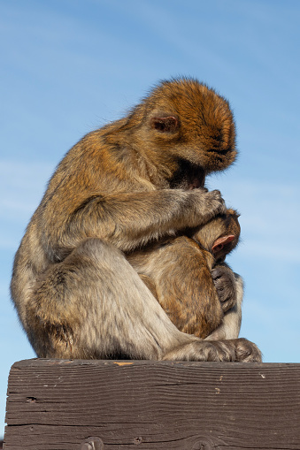 An adult Barbary Macaque, Macaca sylvanus, sitting on a wooden fence carefully grooming a baby. This tail-less monkey is sometimes mistakenly called the Barbary Ape.