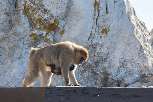 A female Barbary Macaque, Macaca sylvanus, standing on a wooden fence with her baby clinging to the fur on her underside. This tail-less monkey is also mistakenly sometimes called the Barbary Ape.