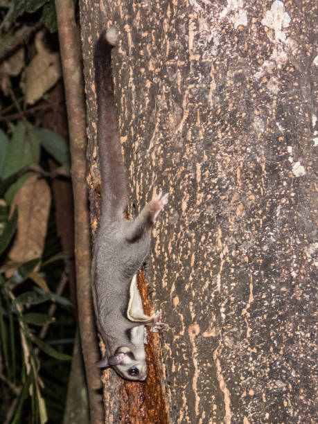 istock Sugar Glider in Queensland Australia 1812310808