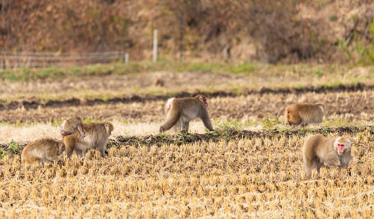 A group of Japanese Macaque monkeys roam the pre-winter rice fields looking for food in the mountains of Fukushima.