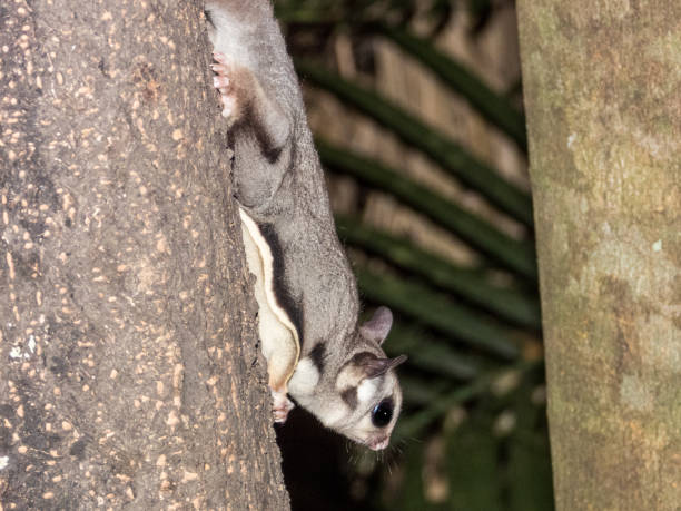 istock Sugar Glider in Queensland Australia 1812322597