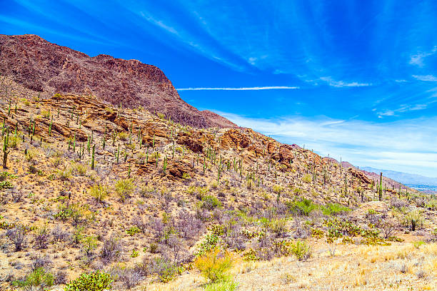 beautiful mountain desert landscape with cacti