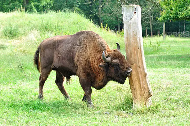 Polish bison in the wild.