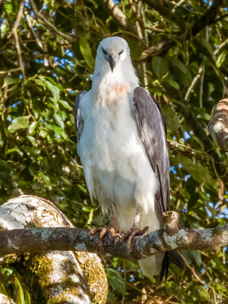 istock White-bellied Sea Eagle in Queensland Australia 1812333901
