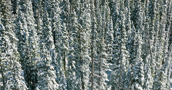 Aerial still image of a snowcapped forest in Clear Creek County, taken by a drone on a cold, Fall morning near Loveland Pass, Dillon, Colorado.