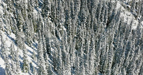 Aerial still image of a snowcapped forest in Clear Creek County, taken by a drone on a cold, Fall morning near Loveland Pass, Dillon, Colorado.