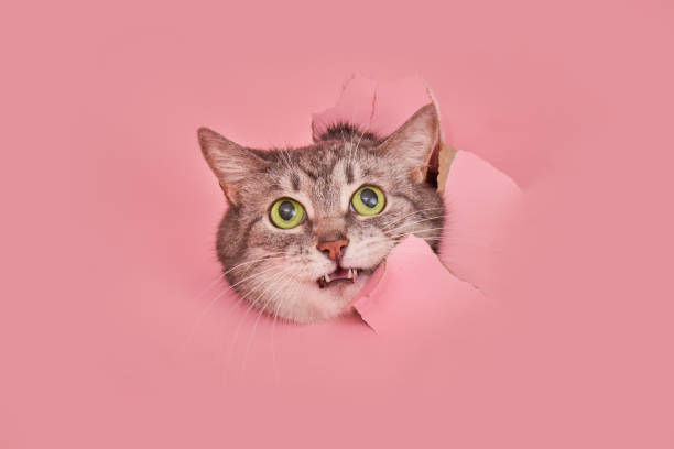 istock A scared cat in a hole on a pink paper background. A torn studio background and a frightened cat peeking through it, copy space 1812349028