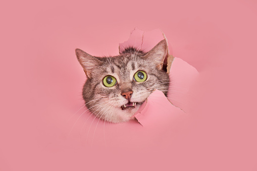 A scared cat in a hole on a pink paper background. A torn studio background and a frightened cat peeking through it, copy space