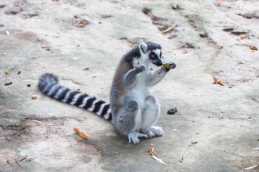 Ring-tailed lemur eats on the ground