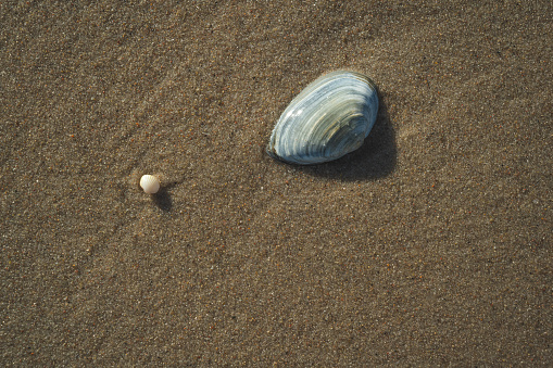A small shell on the beach front