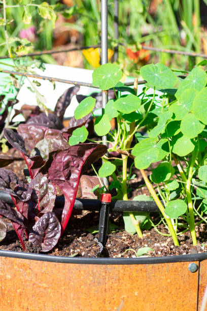 Colorful Hydroponic Vegetable. A Splash of Nature's Palette: