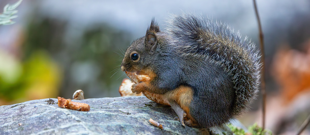 Squirrel eating a mushroom in Canadian nature. Squamish, British Columbia, Canada. Zoom