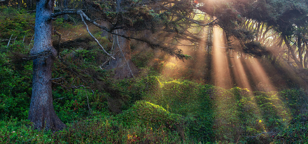 Trees in Vibrant Rainforest. Sunny Sunrays in Fog. Morning Sunrise on West Coast of Washington, United States. Nature Background
