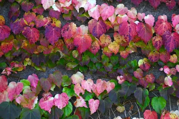 Autumn leaves of ivy. A world of beauty created by nature. Seasonal background material.