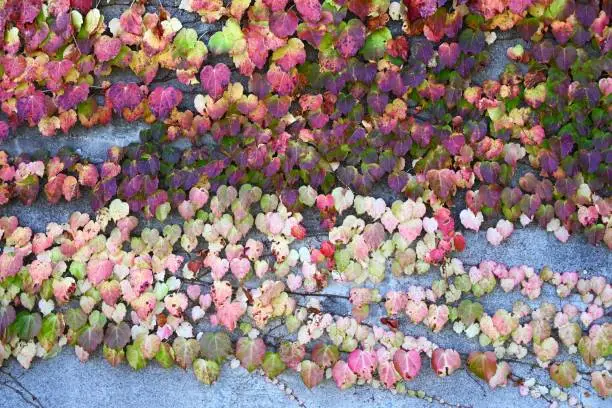 Autumn leaves of ivy. A world of beauty created by nature. Seasonal background material.