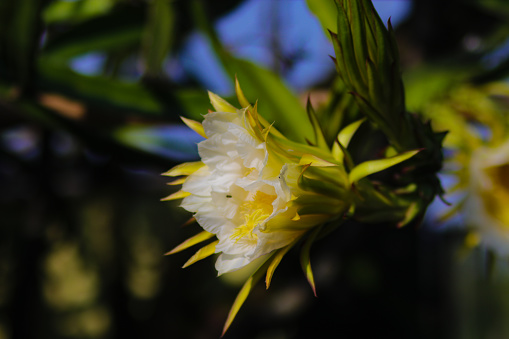 Banksia plant in Australia