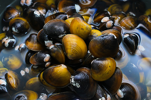 Fresh Clam,Manila Clam,harvested at Pacific Northwest USA