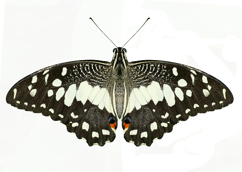 Lime butterfly ( Papilio demoleus ) spreading wing isolated on white background, Cream pattern with orange with blue and black coloron shattered wings of tropical insect, Thailand