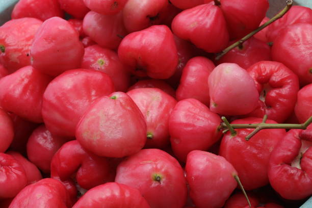 istock Water apples freshly harvested from a garden 1812508305