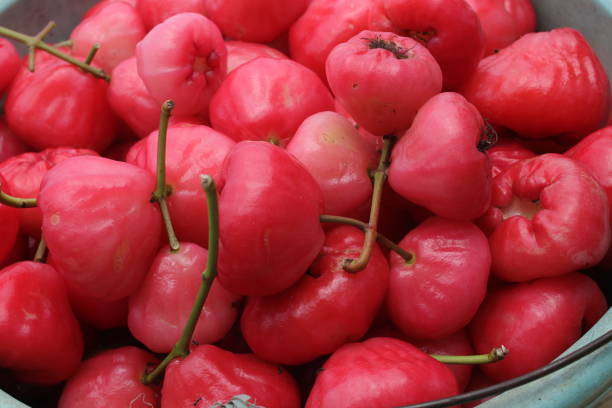 istock Water apples freshly harvested from a garden 1812508624