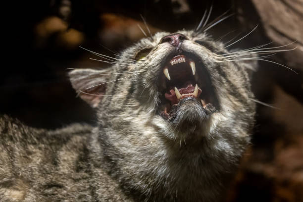 Taxidermied feral cat Close up of a taxidermied feral cat from Australia taxidermy cat stock pictures, royalty-free photos & images