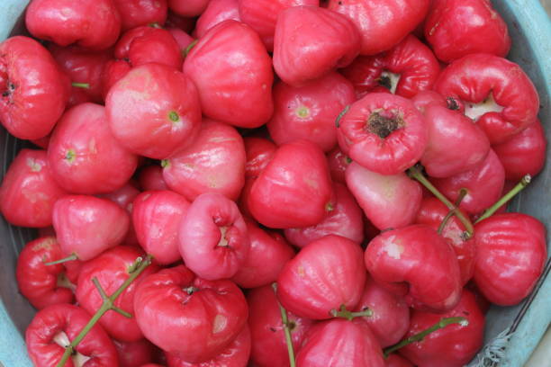 istock Water apples freshly harvested from a garden 1812510832