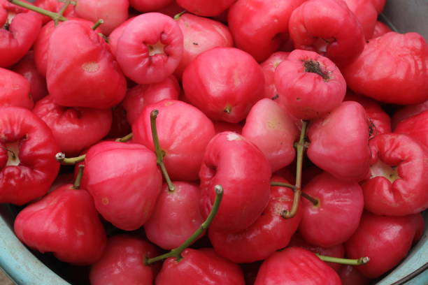 istock Water apples freshly harvested from a garden 1812511337
