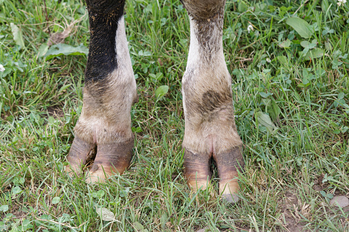 Close up of cloven front hooves of cow in a field