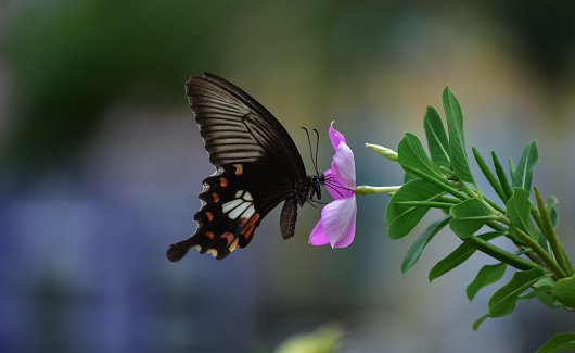 butterfly on the flower in spring