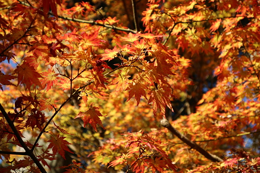 Vibrant red autumn foliage with reflection on water, Arashiyama, Japan.