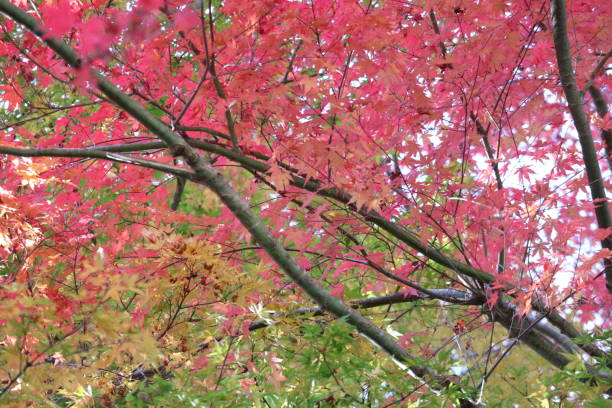 istock Maple leaves with red autumn leaves, Japan1 1812561728