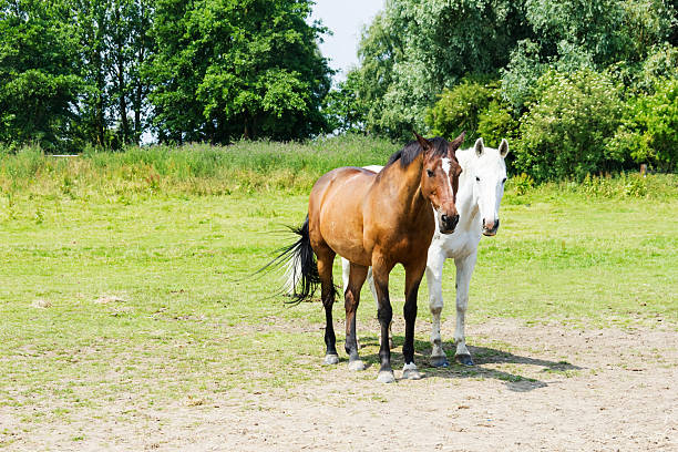 istock herd of horses 181256704