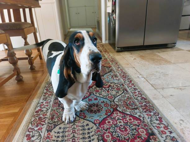 istock Puppy at House 1812571873