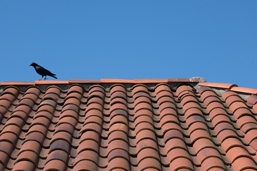 Black bird on top of a roof