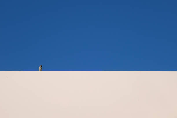 Small bird on a white rooftop against blue sky