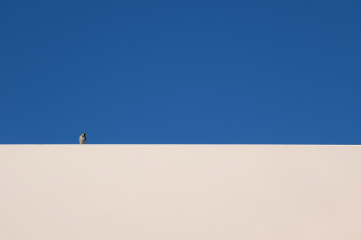 Small bird on a white rooftop against blue sky