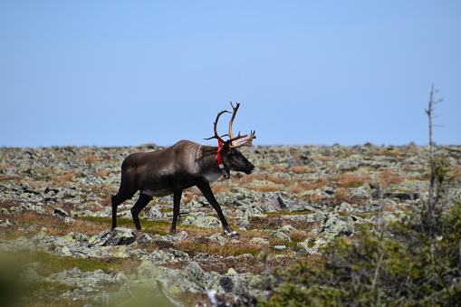 Caribou into the wild in Gaspésie national park