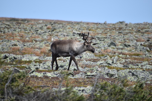 Caribou into the wild in Gaspésie national park