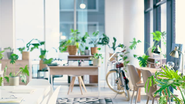 Bike, plants on a desk and an eco friendly office with green business growth for sustainability or development. Decoration, environmental and carbon neutral transportation in a modern workplace