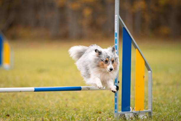 istock A Cute Shetland sheepdog on the agility course 1812598305