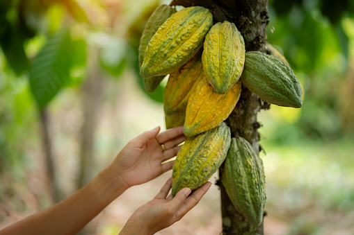 close-up view of a farmer's hands and cocoa fruit ripening on a plant in a trial plot in the highlands of Thailand.