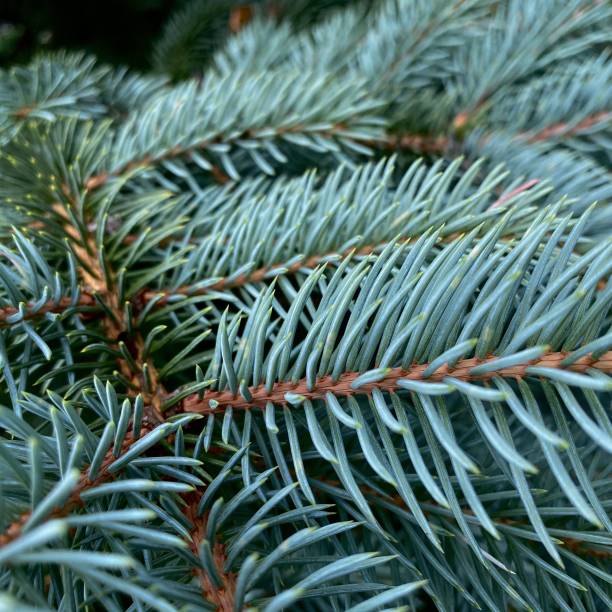Close up of blue spruce foliage A macro shot of needles and branches of a colorado blue spruce picea pungens stock pictures, royalty-free photos & images