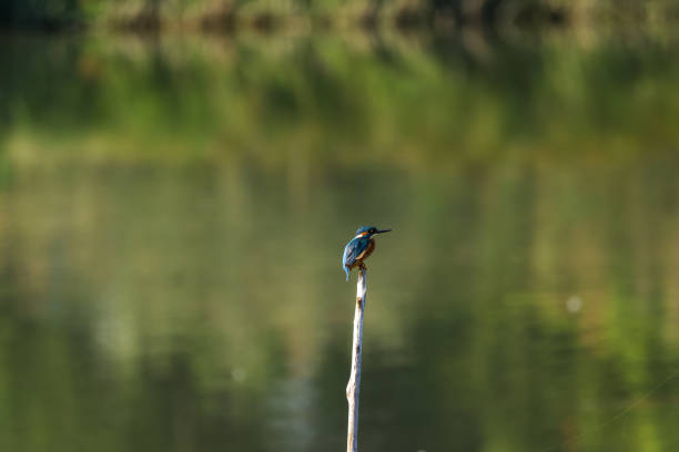 On the banks of the Pisuerga River as it flows through Valladolid, Spain, a small kingfisher watches the calm waters of the river from among the reeds, waiting to dive in and catch a small fish.