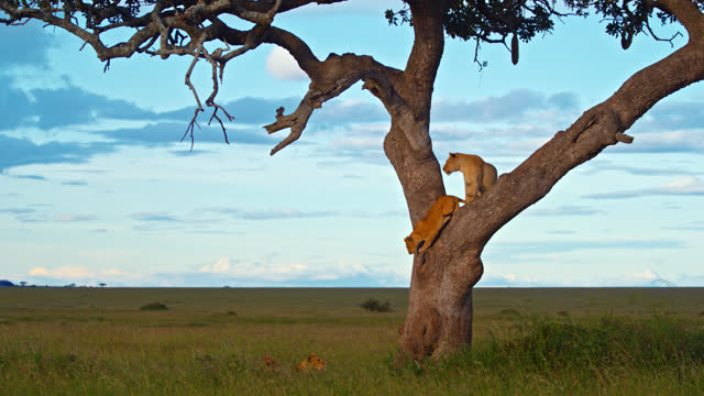SLO MO Young Lion Jumping From Tree And Playing With Family At Serengeti National Park