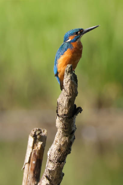 istock single kingfisher bird on a branch above a pond 1812633862