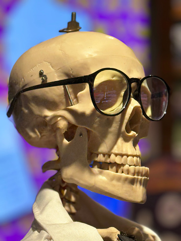 Stock photo showing close-up view of an artificial resin skull of a human skeleton wearing a white lab coat and glasses like a scientist.